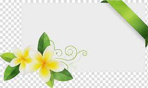frangipani flower green petal plant