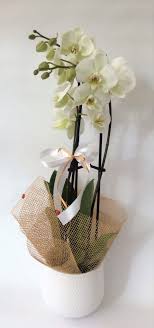 white orchid giftwrapped in a pot the