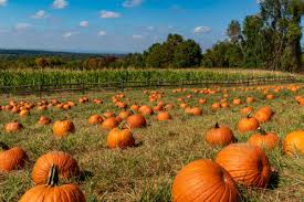 pumpkin patches in fall 2022