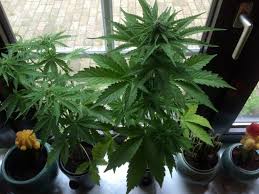 how to grow autoflowering cans in