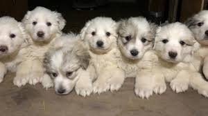 These beautiful and intelligent dogs function well as both companion dogs and working dogs. Great Pyrenees Puppies Home Facebook