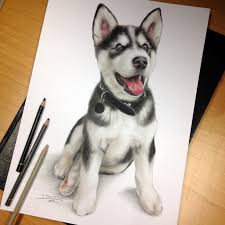 Kelly lahar, is a pet portrait artist, specializing in colored pencil, this is what she has to. Puppy Pencil Drawing By Atomiccircus On Deviantart