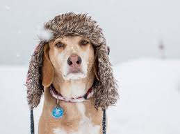 Image result for dogs in snow
