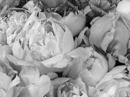black and white peony wallpaper about