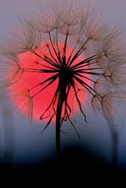 a red sun and a dandelion