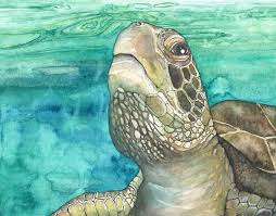 Sea Turtle Paintings Seashell Madness