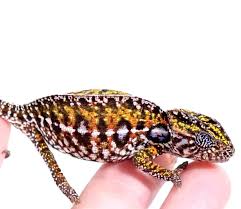 carpet chameleons reptiles