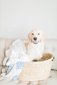 how to remove pet odor in laundry