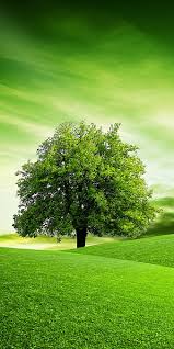 greenery hd wallpaper peakpx