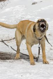 The 9 Most Aggressive Dog Breeds