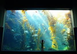 Best Wall Mounted Fish Tanks In 2022