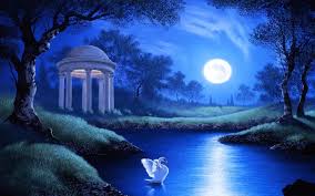 swan in garden lake on full moon night