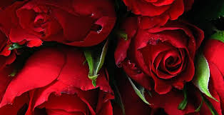 wallpaper rose fresh red flowers