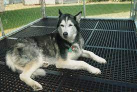 kennel flooring comfortable easy to