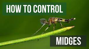 midge control how to get rid of midges