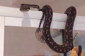 i found a 6 foot python in my bathroom