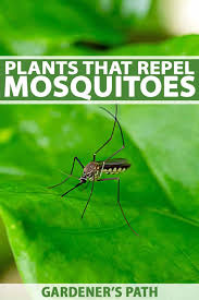 Plants That Repel Mosquitoes