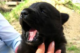 cleft palate in dogs symptoms causes