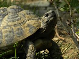 Für die artgerechte haltung der griechischen landschildkröte ist ein gut strukturiertes gehege im garten mit frühbeet und/oder gewächshaus nötig. Ein Haus Fur Ihre Schildkroten Wama Direkt