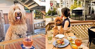 dog friendly patios in vancouver