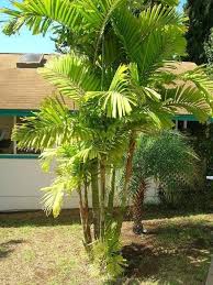Types Of Palm Trees