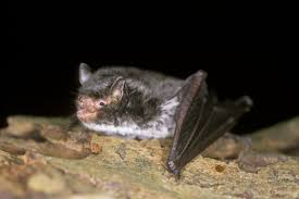 Uk Bats Types Of Bats Bat Conservation Trust