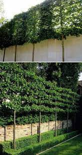 Privacy screening trees are a great way to provide living screen. Hugedomains Com Vertical Garden Plants Backyard Fences Townhouse Garden