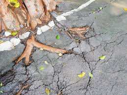 tree root problems how to control