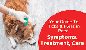 your guide to ticks fleas in pets