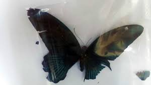 What Is The Scientific Name Of This Butterfly Biology