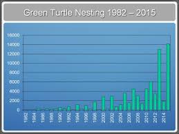 Green Turtle Nesting Shatters All Records In Florida Sea