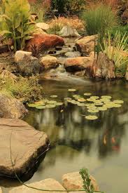 Do Koi Ponds Attract Mosquitos