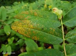 rust plant disease how to identify