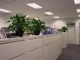 office plants for file cabinets woburn