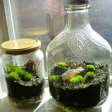 how to make a terrarium in a jar