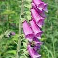 Foxgloves picture