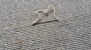 carpet installers in wellington nz