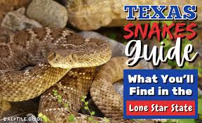 texas snakes guide what you ll find in