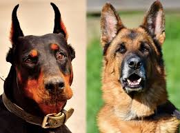 When two different dogs mate, their genes combine in a various way, and sometimes the puppy may have no distinctive marks of the shepherd of doberman at all. Doberman German Shepherd Mix Info Pictures Facts Traits Doggie Designer