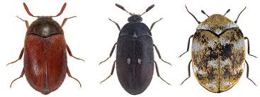carpet beetles pest hacks
