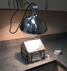 What wattage heat lamps should be used for puppies? Cool Puppy A Doghouse Design Project Maker Challenge Teachengineering