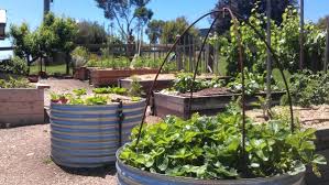 Raised Vegetable Gardens