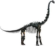 Brachiosaurus Wikipedia