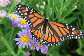 Monarch Butterfly Identification Life Cycle Migration