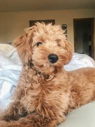 An english teddy bear goldendoodle is a hybrid breed between a poodle and an english creme golden retriever. What To Tell Your Groomer To Get That Perfect Doodle Haircut