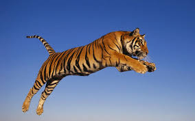 600 tiger wallpapers wallpapers com