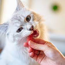 30 human foods that cats can eat