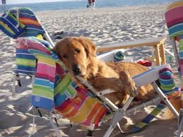 dog days of summer north myrtle beach