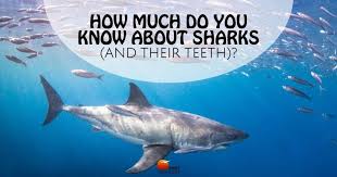 sharks and their teeth