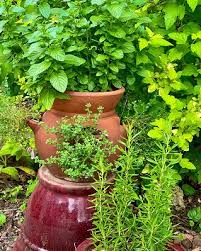 Yard And Garden Growing Herbs In The